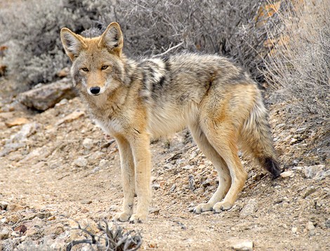 A coyote stands in the middle of a trail.
