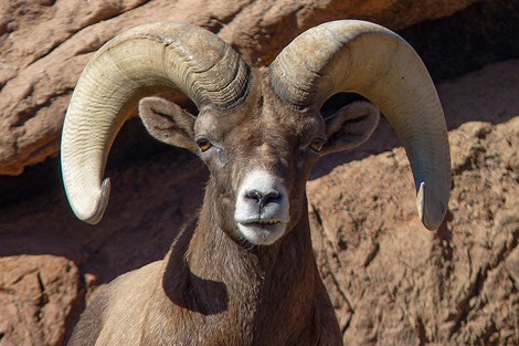 A male bighorn sheep looks directly at the camera