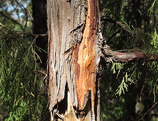 Drooping Juniper