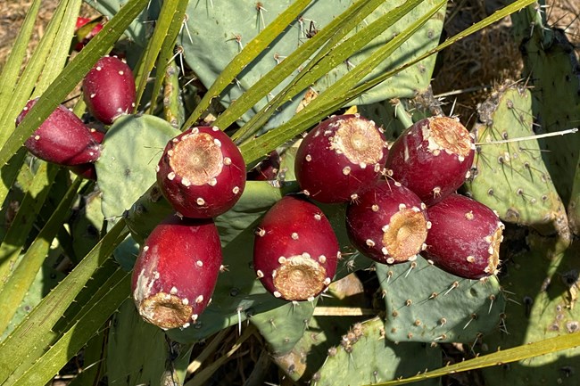 Seven red prickly pear fruits line edge of green pad.