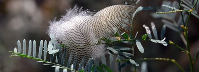Feathers Feathers