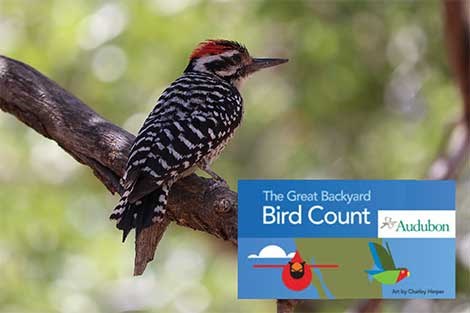 A bird with an alternating black and striped back with a red head sits on a branch