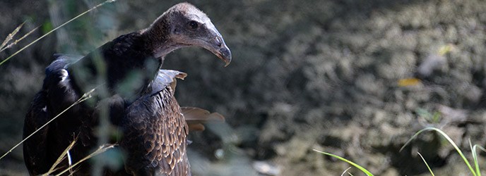 Black Vulture