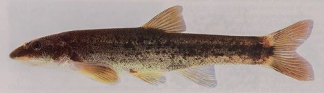 A small long fish of brown and gold color with indistinct black spots