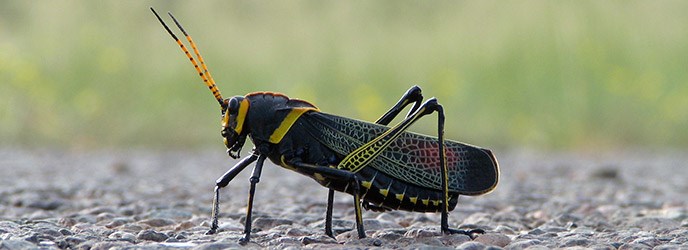 Lubber Grasshopper