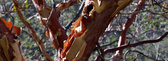 Texas Madrone Texas Madrone