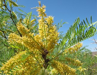 Mesquite Blossoms