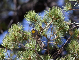 Mexican Pine