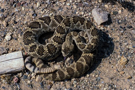 A coiled snake with brown diamond patterns on its spine and a white tail with a few thin black bands.