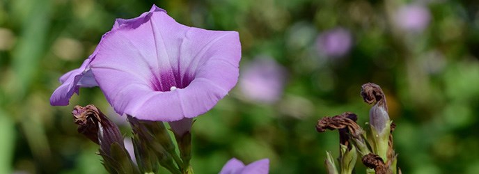 Morning Glory Morning Glory
