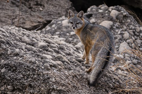 A gray fox with a long bushy tail stands on a rocky hill, looking at the photographer