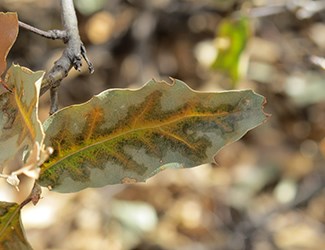 Oak Leaf