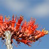 Ocotillo Blossoms