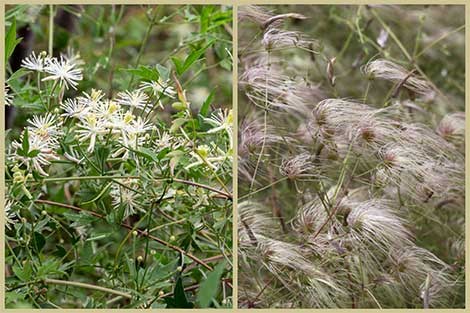 Paired images, one showing small white flowers of Old Man's Beard and the other showing feathery seedheads.