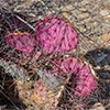 Purple Prickly Pear