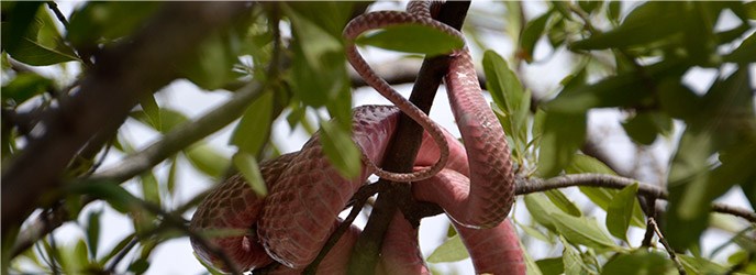 Red Racer Red Racer