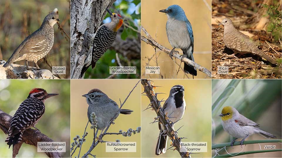 8 small photos of Scaled Quail, Golden-fronted Woodpecker, Mexican Jay, Inca Dove, Ladder-backed Woodpecker, Rufous-crowned Sparrow, Black-throated Sparrow, and a Verdin