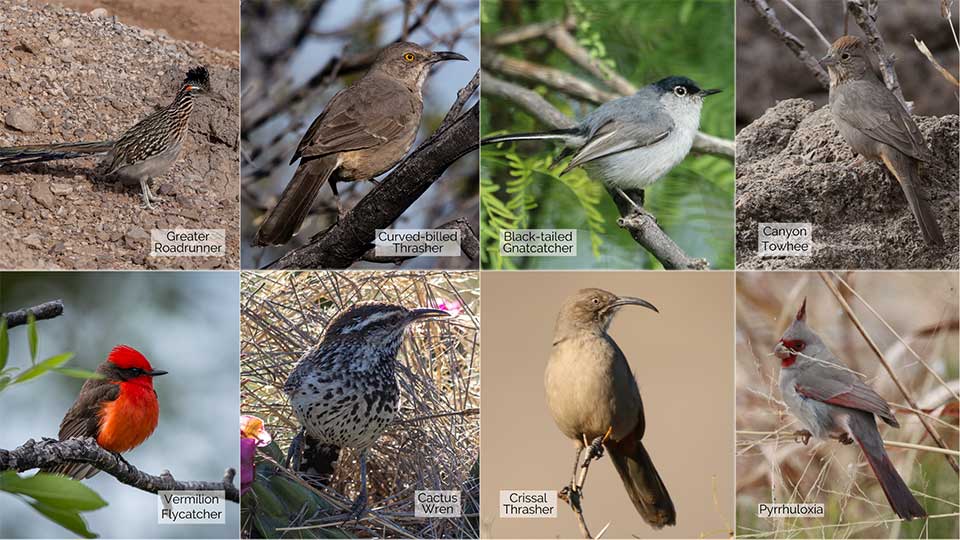 8 small photos of a Greater Roadrunner, Curve-billed Thrasher, Black-tailed Gnatcatcher, Canyon Towhee, Vermillion Flycatcher, Cactus Wren, Crissal Thrasher, and a Pyrrhuloxia.