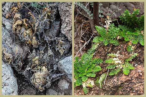 A paired image of resurrection plant when it is brown, dry, and curled and when recent rains allow the plant to unfurl and turn green.