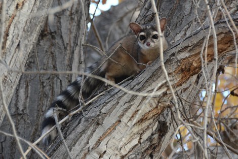 A mammal with a long body, large ears and eyes, and a long black and white striped tail sits on a tree branch