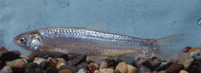 Silvery Minnow Silvery Minnow