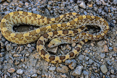A thin, but long snake with patches of brown on the spine lies calmly on the ground.