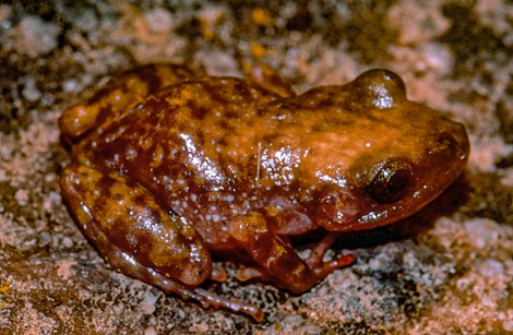 A small frog with splotches across its body sits on a rock.
