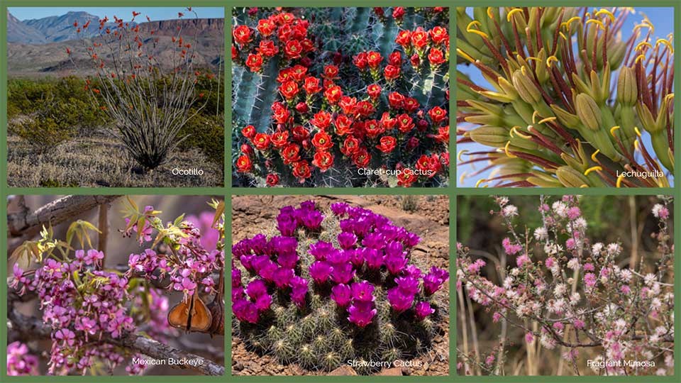 Fleur du désert de Big Bend : Fleurs : Big Bend National Park