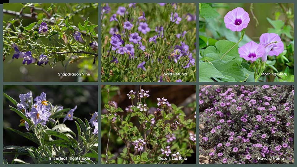 A collage of purple and blue wildflowers that bloom in the summer.