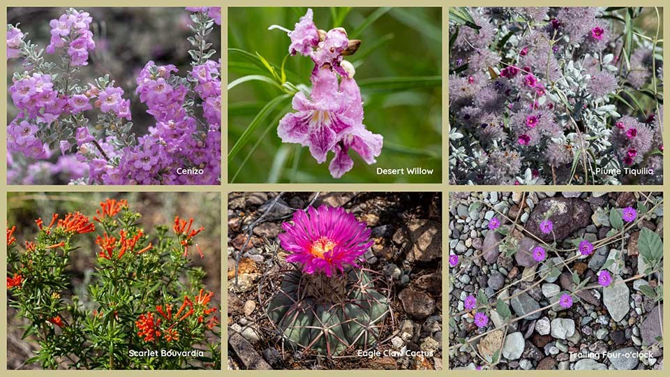 Collage of six red and pink summer wildflowers.
