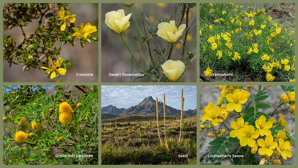 Fleur du désert de Big Bend : Fleurs : Big Bend National Park