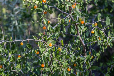 Small, orange fruit of the desert hackberry hang from the grey, spiny, branches.