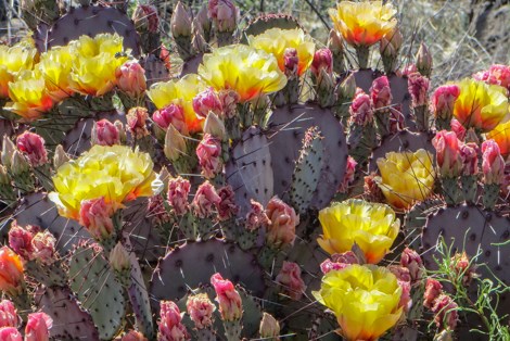 Prickly pear with purple pads and bright yellow flowers.