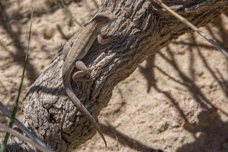 A small lizard with a gray and tan body sits on a tree trunk