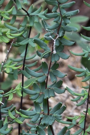 Leaf margins on fern are thickened and curled inward.