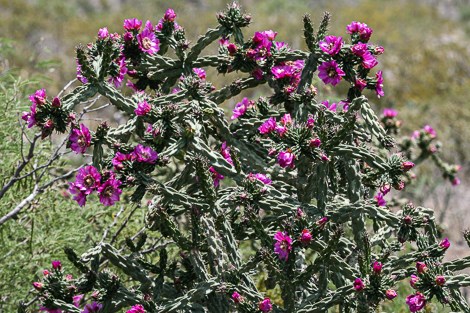 A tree-like cactus with many short, cylindrical limbs and magenta flowers.