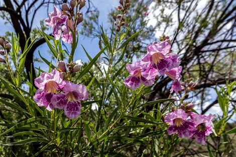 Linear green leaves of the desert willow highlight the large, pink tubular flowers.