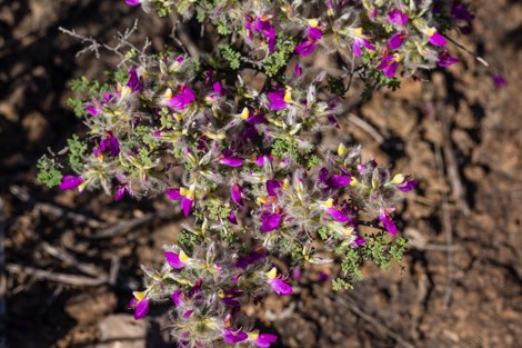 Tiny pink and yellow flowers of feather dalea cover the low-growing shrub.