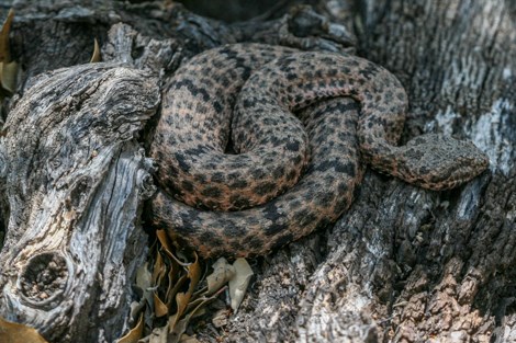 A snake with a brown body covered in black blotches
