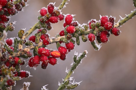 Red fruit covers the thin, pencil-like stems of a tasajillo cactus.