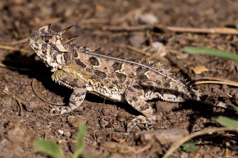 A wide lizard with two large horns on its head and multiple horns running the length of its spine.