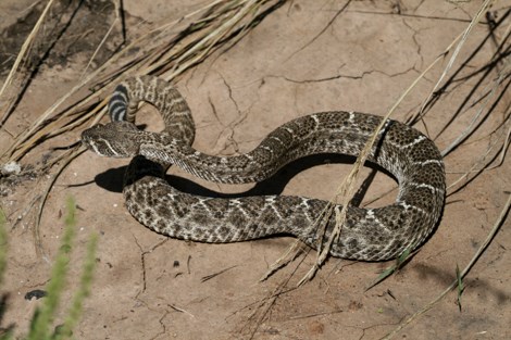 a snake with brown diamond-shaped patterns on it back and a black and white banded tail with rattles