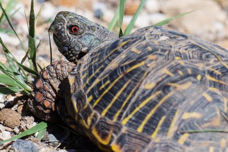 A turtle glances back over its shoulder at the camera