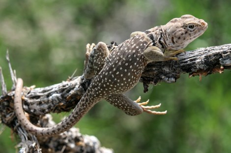 A large lizard with yellow feet and white spots across its body clings to a tree branch