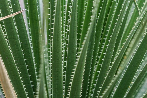 Long, thin sotol leaves lined with sharp barbs.