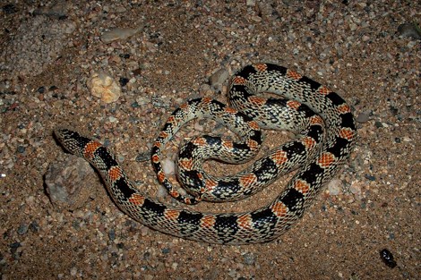 A snake with a white belly and alternating bands of red and black on the top.