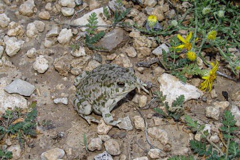 A tan-colored toad with green stripes sits on the ground amidst rocks and yellow flowers.