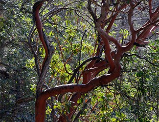 Texas Madrone