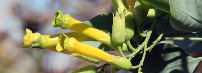 Tree Tobacco