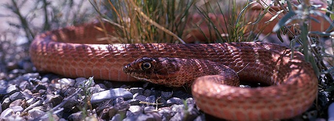 Western Coachwhip Western Coachwhip